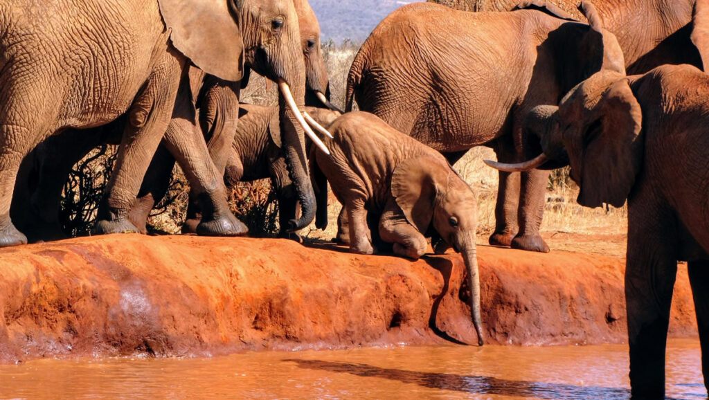 2 days Tsavo east safari from Mombasa