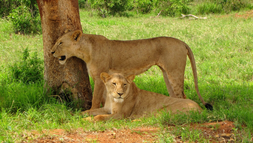 lions-kenya-tours