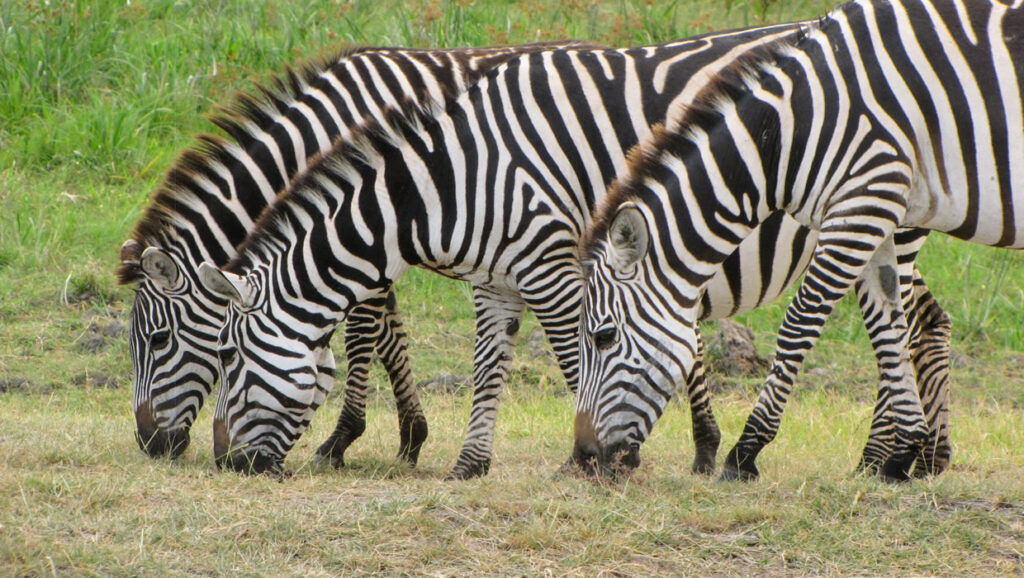 zebras-feeding