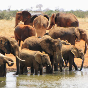 Herd of elephants drinking, Tsavo East National Park - Mombasa Kenya Safari