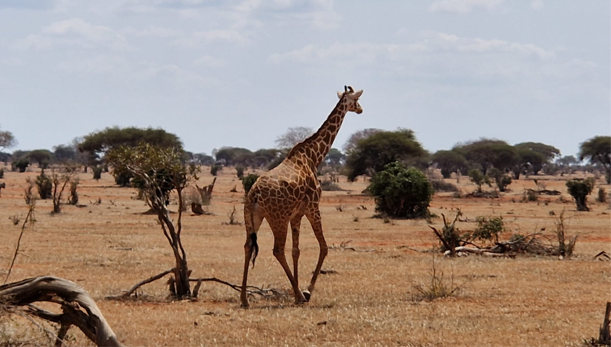 2days-tsavo-east-honeymoon-safari