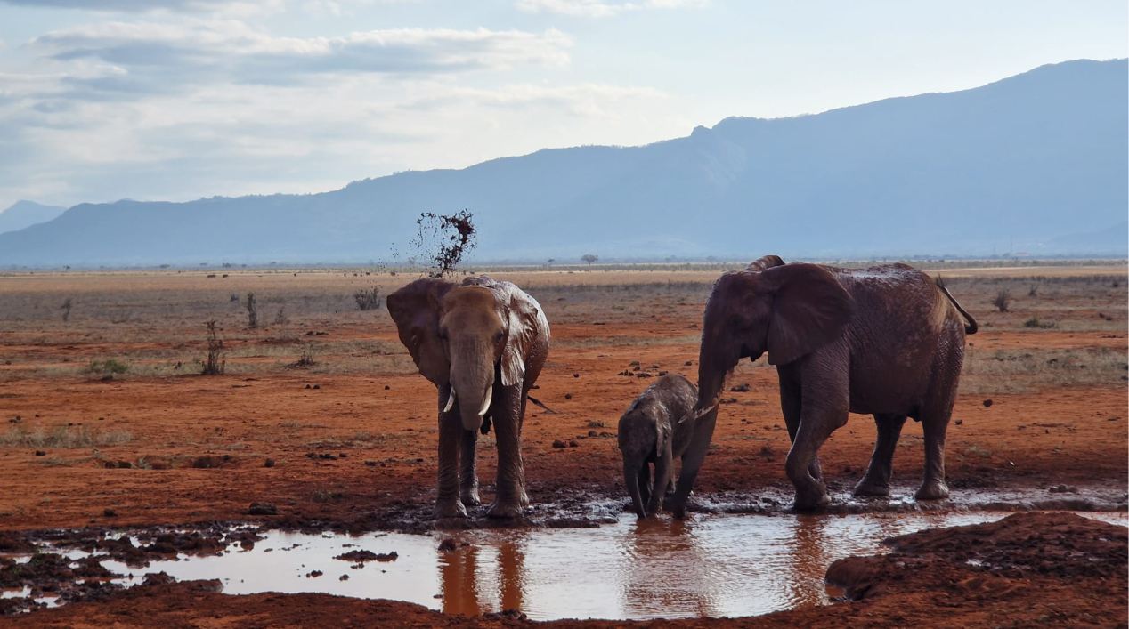 3-Days-Tsavo-East-Saltlick-Honeymoon-Safari