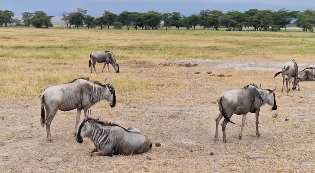 6-days-air-safari-from-nairobi-kenya-masai-mara-air-safari