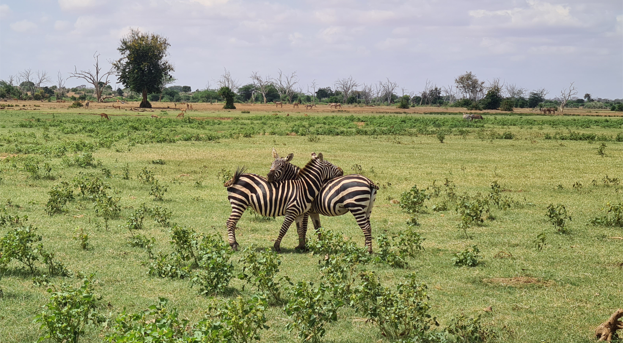 honeymoon-safari-zebras-hugging