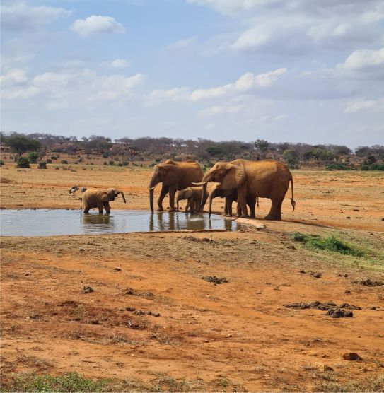 3-day-tsavo-east-diani-mombasa-elephants