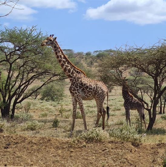 3-day-tsavo-east-diani-mombasa-girraffe