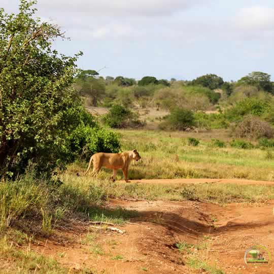 A lion In Tsavo Kenya mombasa porttour