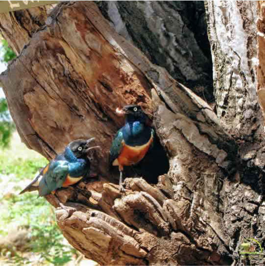 birds at Tsavo East Mombasa Port Tour
