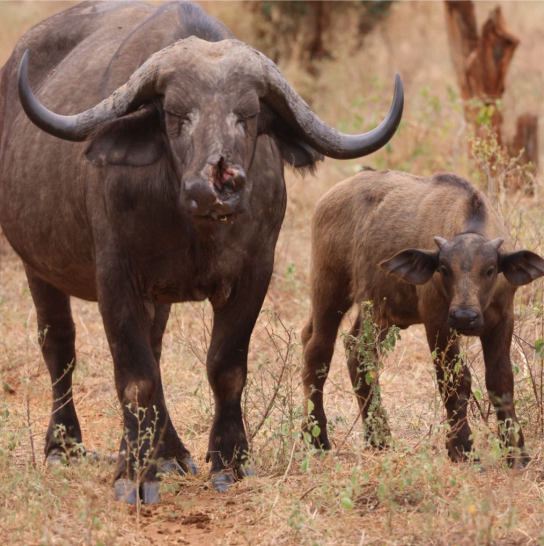 Buffalo at Tsavo East - Mombasa Port safari