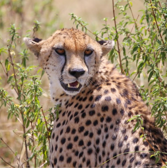 cheater-at-tsavo-east-mombasa-port-tour-2