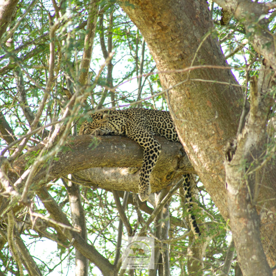 Cheeter at tsavo east mombasa port