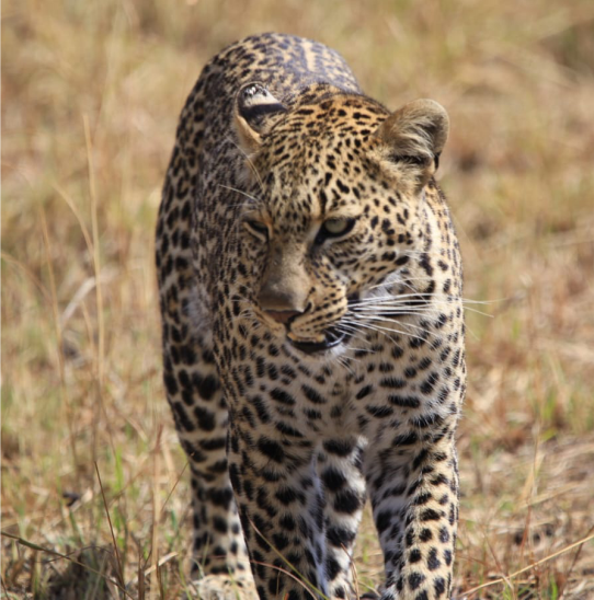 Cheater at Tsavo East Mombasa Port Tour