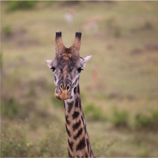 girrafe-at-tsavo-east-mombasa-port-tour-2