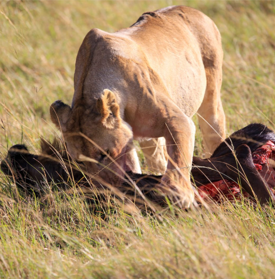 Lion at Tsavo East Mombasa Port