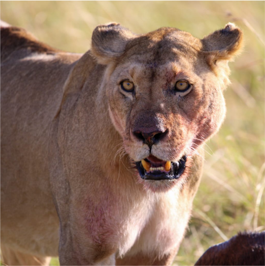 Lion at Tsavo East National park - Mombasa port safari