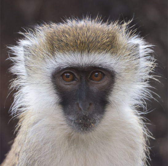 Monkye at tsavo east - mombasa port safari