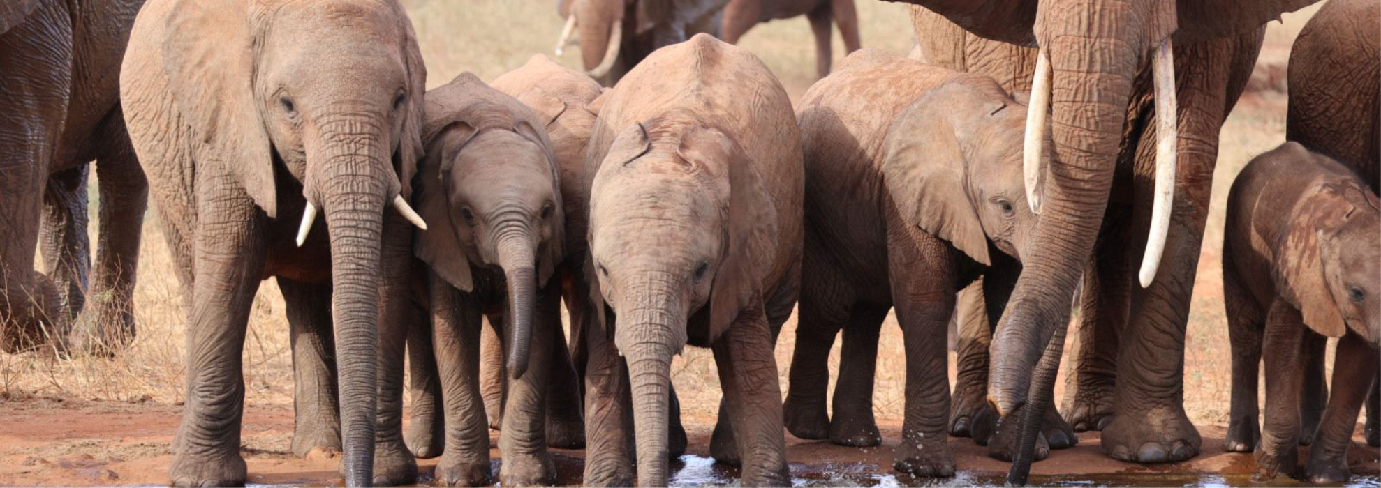 Tsavo east elephants mombasa port tour