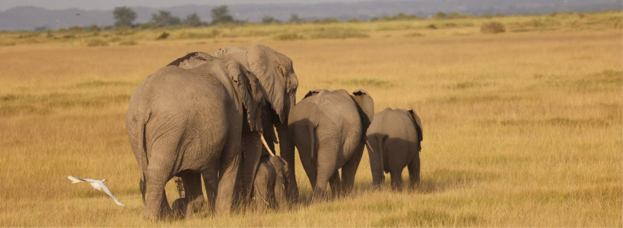 Tsavo East Elepants waling - Mombasa Part Safari