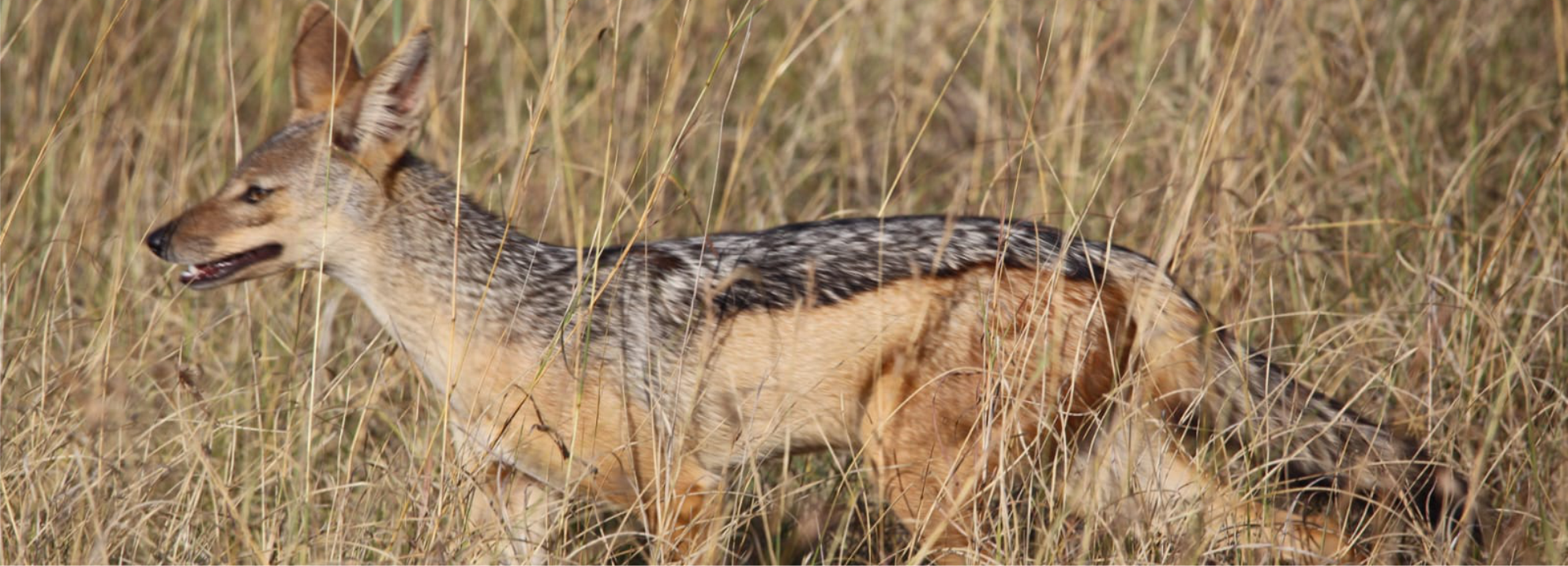 wild-dogs-Tsavo East-elephants-mombasa-port-tour-2