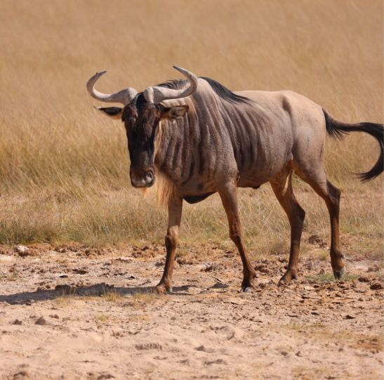 Wildebeest walkingat tsavo east - Mombasa port tour