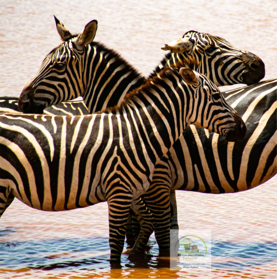 zebras at tsavo east mombasa port tour