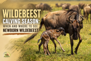 Wildebeest Calving Season